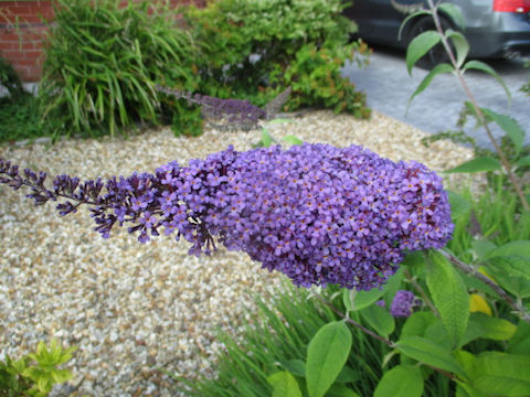 Buddleja davidii