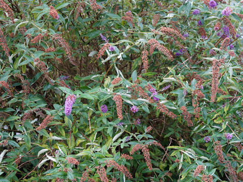 Buddleja davidii