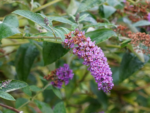 Buddleja davidii