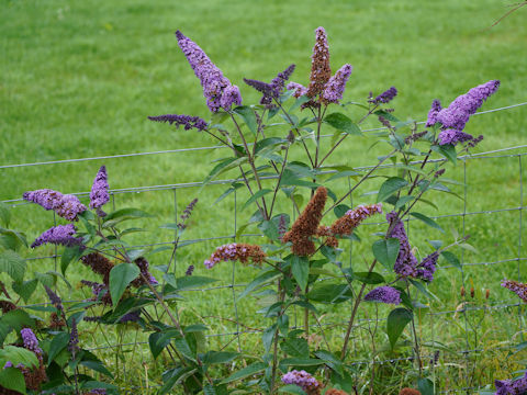 Buddleja davidii