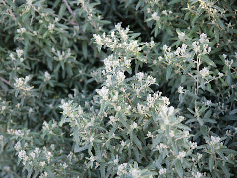 Buddleja davidii cv. Silver Anniversary