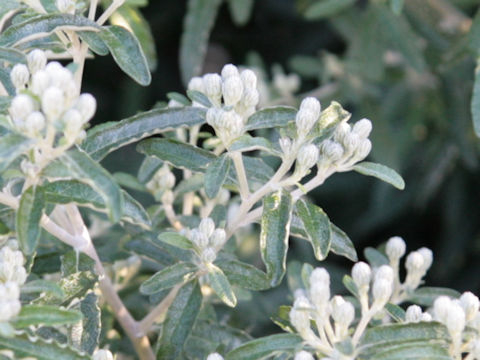 Buddleja davidii cv. Silver Anniversary