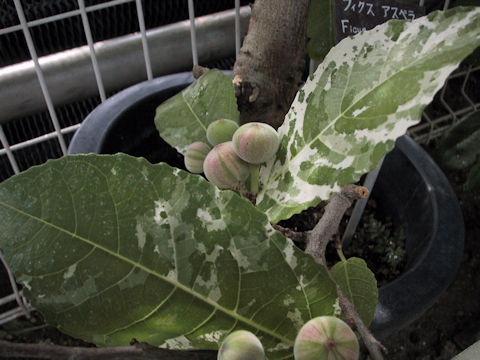 Ficus aspera