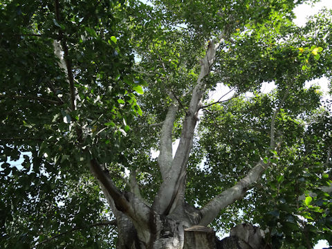 Ficus drupacea