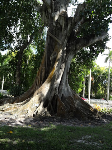 Ficus drupacea