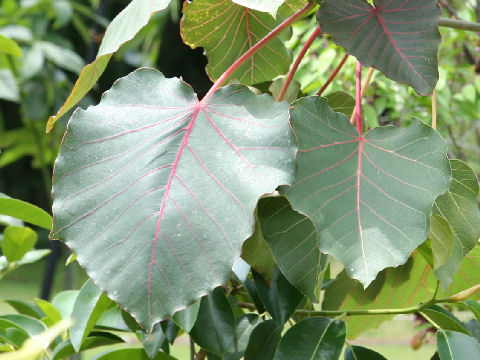 Ficus petiolaris