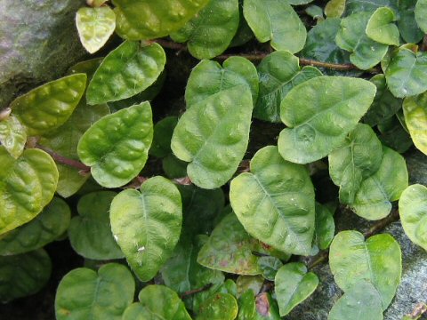 Ficus pumila