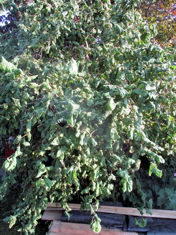Ficus pumila