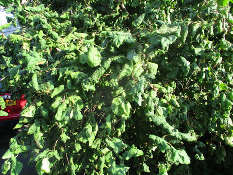 Ficus pumila