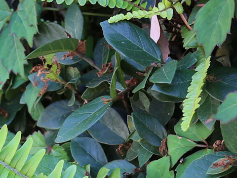 Ficus pumila