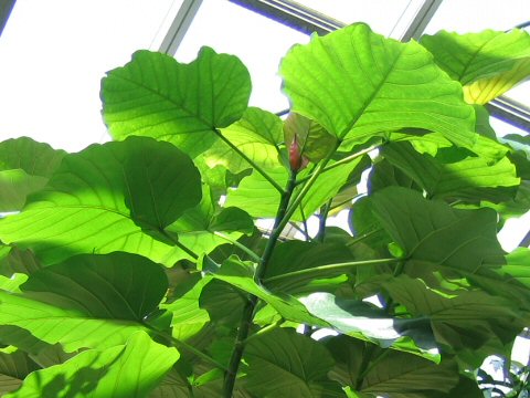 Ficus umbellata