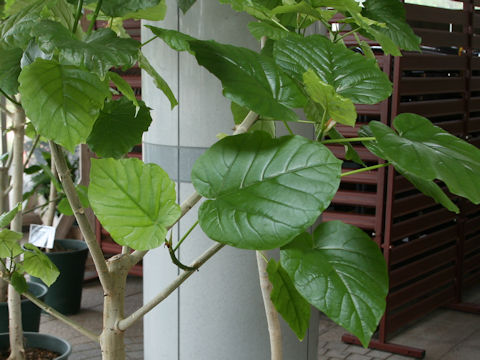 Ficus umbellata