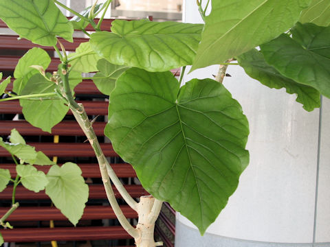 Ficus umbellata