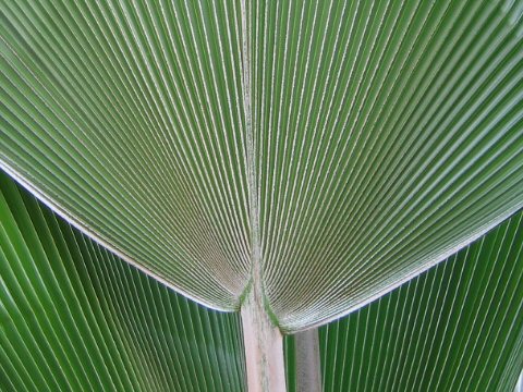 Pritchardia pacifica