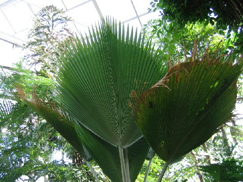 Pritchardia pacifica