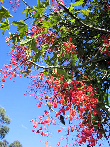 Brachychiton acerifolium