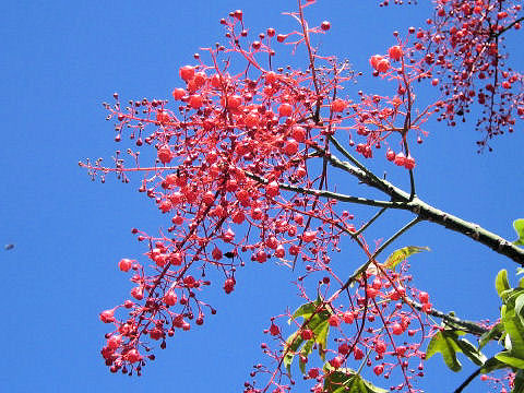 Brachychiton acerifolium