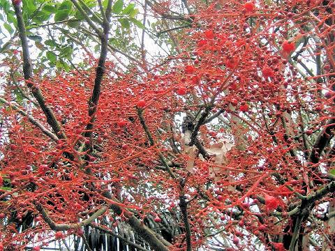 Brachychiton acerifolium