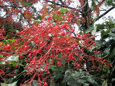 Brachychiton acerifolium