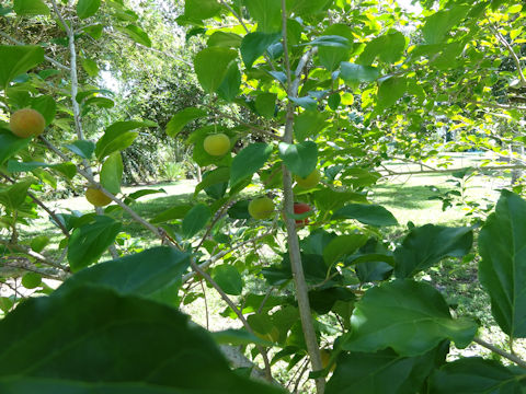 Dovyalis hebecarpa x abyssinica