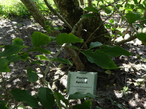 Dovyalis hebecarpa x abyssinica