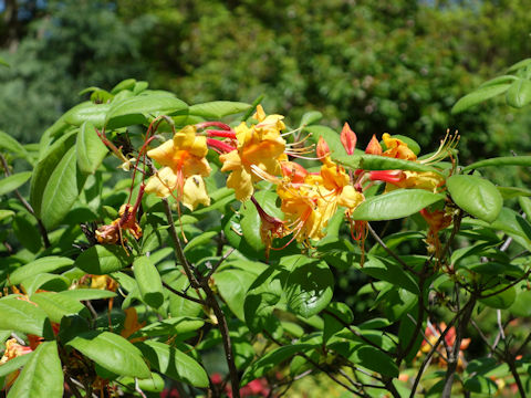 Rhododendron austrinum