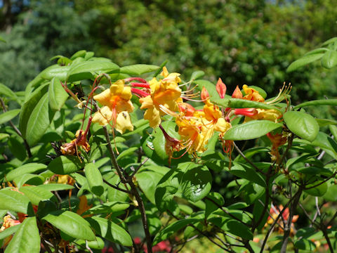Rhododendron austrinum