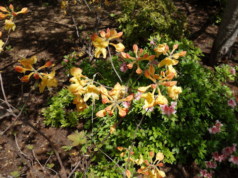 Rhododendron austrinum