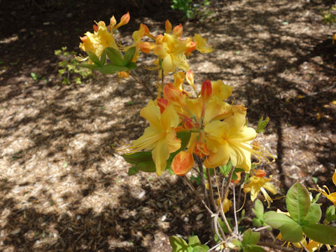 Rhododendron austrinum