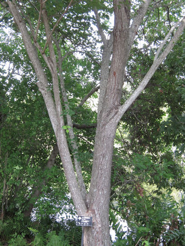 Ulmus americana var. floridana