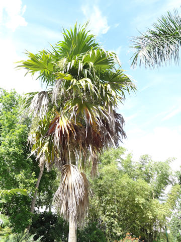 Thrinax radiata