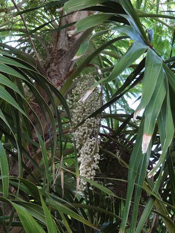 Thrinax radiata