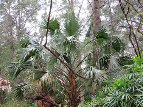 Thrinax radiata