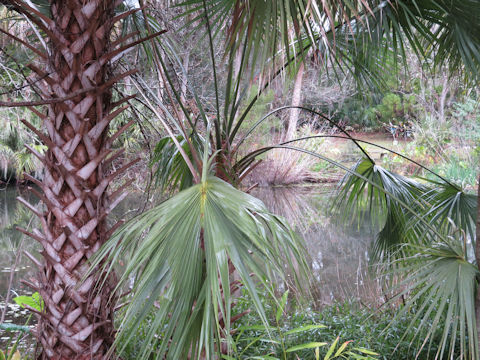 Thrinax radiata