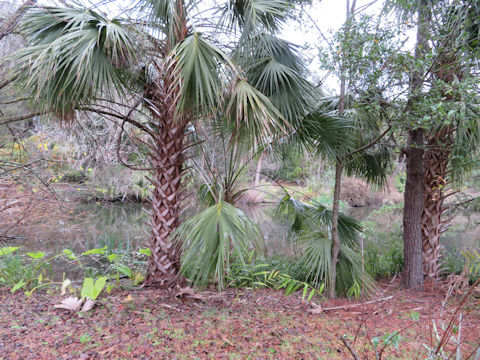 Thrinax radiata