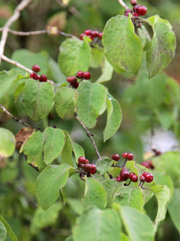 Lonicera xylosteum