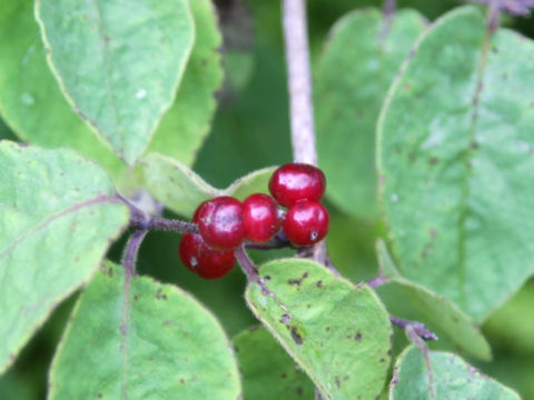 Lonicera xylosteum