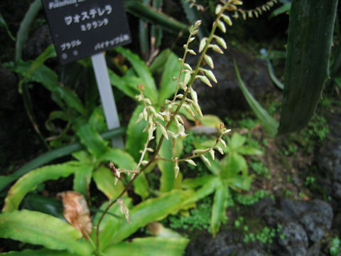 Fosterella micrantha