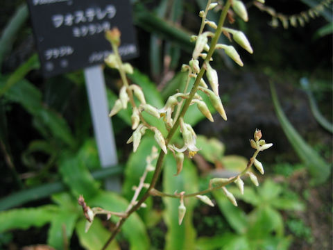 Fosterella micrantha