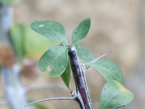 Fouquieria diguetii