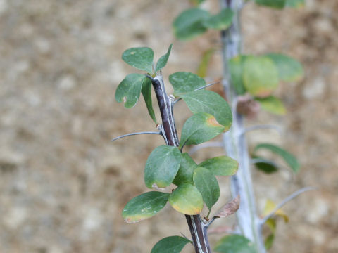 Fouquieria diguetii