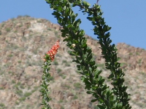 Fouquieria splendens