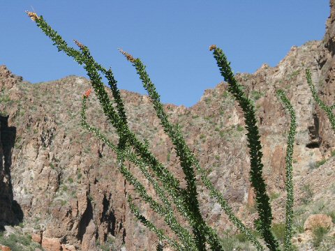 Fouquieria splendens