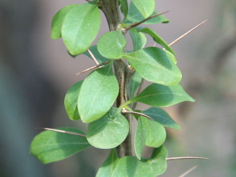 Fouquieria splendens