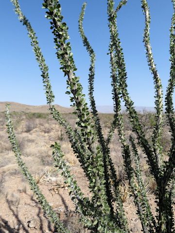 Fouquieria splendens