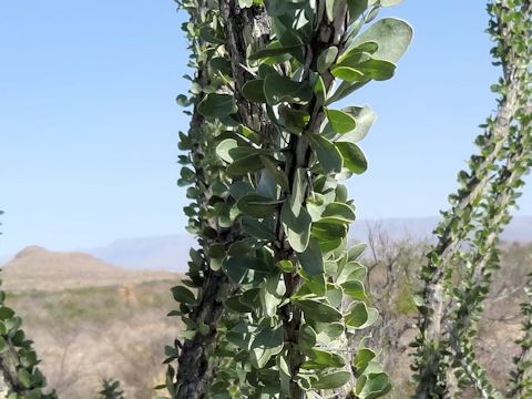 Fouquieria splendens