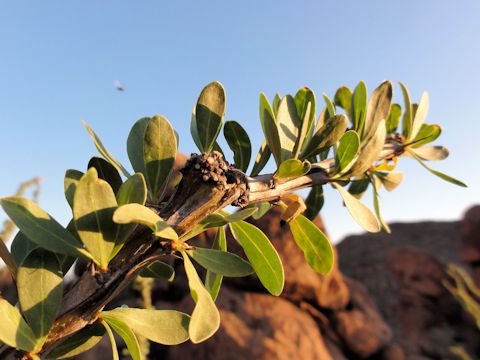 Fouquieria splendens