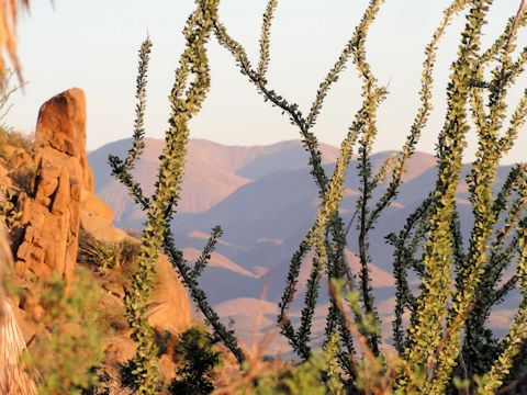 Fouquieria splendens