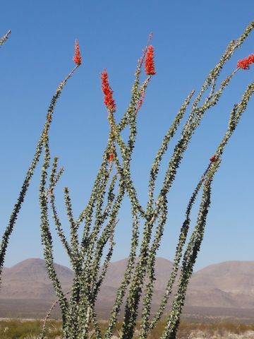 Fouquieria splendens