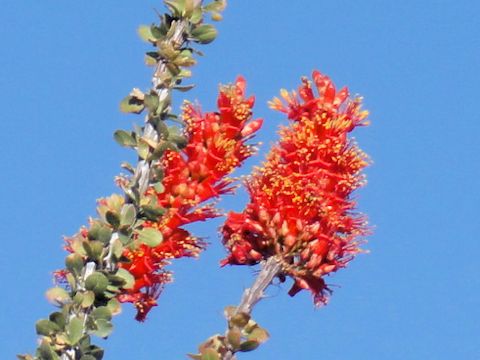 Fouquieria splendens